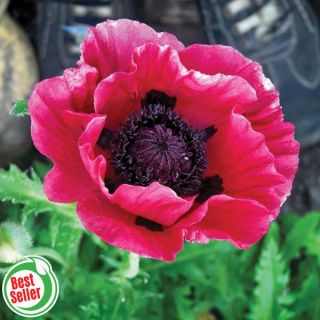 Marlene Poppy Thumbnail